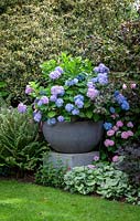 A large container of Hydrangea macrophylla 'Endless Summer' on plinth in a border