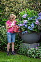 Watering a large container of Hydrangea macrophylla 'Endless Summer'