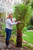 Protecting a tree fern for overwintering. Covering the crown with straw or hay then wrapping up the fronds