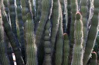 Stenocereus thurberi, the organ pipe cactus.