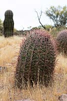 Ferocactus wislizeni 'Fish-hook or compass barrel cactus', Sonoran Desert, Arizona, US.