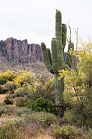 Sonoran desert landscape with Carnegiea gigantea 'Saguaro cactus', Cercidium microphyllum 'foothill palo verde tree' against a backdrop of the Superstition Mountains, Lost Dutchman State Park, Arizona.
