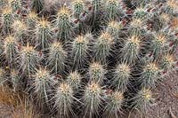 Echinocereus engelmannii 'Hedgehog cactus', Sonoran Desert.