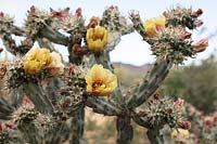 Cylindropuntia versicolor 'Staghorn cholla cactus' in flower, Sonoran Desert, Arizona.