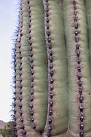 Carnegiea gigantea 'Saguaro cactus' showing pattern of spines, Sonoran Desert, Arizona, US.