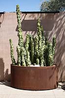 Large rustic container planted with Pachycereus schottii monstrosus - Totem Pole Garabullo - on terrace by wall
