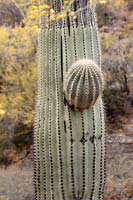 Carnegiea gigantea - Saguaro Cactus - budding off a new limb
