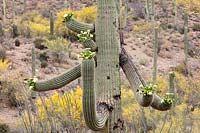 Desert upland landscape with flowering Carnegiea gigantea  - Saguaro Cactus