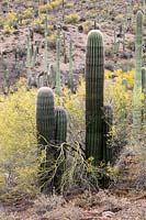 Desert upland with young Carnegiea gigantea  - Saguaro Cactus - emerging from the protective shade of Cercidium microphyllum  - Foothills Palo Verde Tree