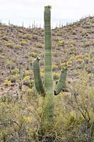 Desert upland with Carnegiea gigantea - Saguaro Cactus - in flower