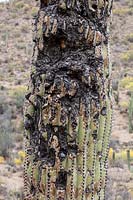 Carnegiea gigantea  - Saguaro Cactus - close-up showing spines and scarring whose likely cause was gunshot wounds