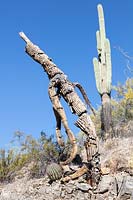 Woody skeleton of Carnegiea gigantea - Saguaro Cactus - in desert landscape