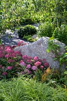 Carex dolichostachya 'Kaga-nishiki' and Hydrangea arborescens 'Ruby' and large natural stone. The Smart Meter Garden, Hampton Court Flower Festival, 2019.