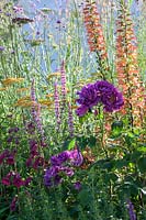 Planting with Salvia nemorosa 'Amethyst',  Penstemon 'Raven', Digitalis Illumination Series and Rosa 'Rhapsody in Blue'.  The Cancer Research UK Pledge Pathway to Progress. RHS Hampton Court Palace Garden Festival, 2019.

