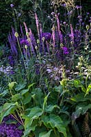 Planting with Salvia nemorosa 'Amethyst', Penstemon, and Persicaria foliage in  The Cancer Research UK Pledge Pathway to Progress. RHS Hampton Court Palace Garden Festival, 2019.

