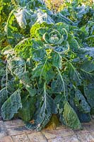 Brussel Sprouts 'Trafalgar' on stalk with frost. 