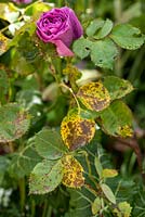 Diplocarpon rosae - Rose black spot disease on leaves