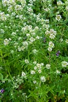 Pycnanthemum pilosum - Mountain Mint