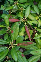 Symptoms of winter burn on Rhododendon leaves due to water stress