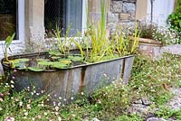 Galvanised trough used as a container pond full of water lilies and irises, and surrounded by self seeded Erigeron karvinskianus at the Old Vicarage, Weare, Somerset, UK