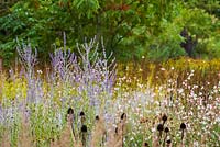 Perovskia 'Little Spire' amongst Gaura 'Whirling Butterlfies' and the seedheads of Echinacea pallida at RHS Wisley