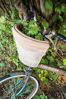 Terracotta planter with succulents mimicking a bicycle basket.