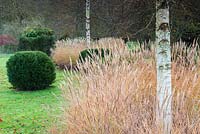 Miscanthus sinensis 'Kleine Silberspinne' punctuated by Betula ermanii at Heale House, Wiltshire.
