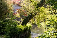 River runs through garden with banks of lush planting, including bamboo, ferns and acers at Heale Gardens, Wiltshire, UK. 