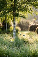 Beds of Miscanthus sinensis 'Kleine Silberspinne' and white Allium 'Mont Blanc' amongst Betula ermanii at Heale Garden, Wiltshire in May