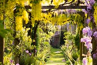 Pergola festooned with Laburnum x watereri 'Vossii' and wisteria at Heale Garden, Wiltshire, UK. 