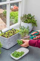 Woman cutting Mustard seedlings to use in salad using scissors
