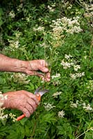 Harvesting Filipendula ulmaria for medicinal use
