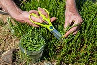 Picking Salicornia europaea - Common Glasswort
