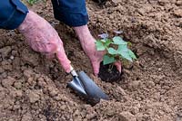 Planting Sweet Potato 'Evangeline'
