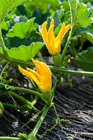Female flower buds of Squash 'Pomme d'or'