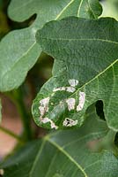 Choreutis nemorana damages on Fig tree leaf