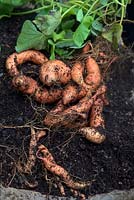 Ipomoea batatas 'Beauregard' - Sweet Potato crop yield 