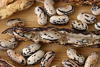 Phaseolus vulgaris  'Selma Zebra'  - Climbing French bean - Dried beans saved for seed  