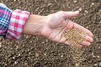 Woman scattering seeds for Green manure in Autumn