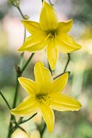 Hemerocallis 'Lemon Bells', Day Lily