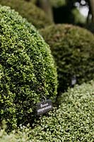 Clipped Buxus sempervirens with plant label in Les Jardins d Etretat, Normandy, France