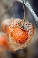 Physalis skeleton - Chinese lanterns in Autumn showing a thin skeletal casing around the ripe orange berry