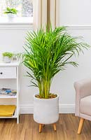 Dypsis lutescens -  Areca palm
