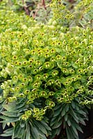 Euphorbia x martinii Tiny Tim
