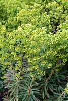 Euphorbia x martinii 'Tiny Tim'