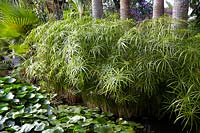 Cyperus alternifolius - Umbrella Grass