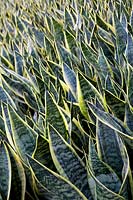 Sansevieria Superba - Mother-in-Law's Tongue