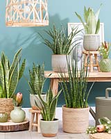 Sansevieria collection displayed in living room. 