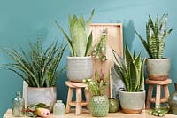 Sansevieria collection displayed in living room.