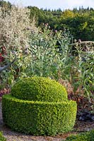 Egg cup topiary of Buxus Sempervirens and Cynara cardunculus 'Florist Cardy' in the Vegetable Garden.  Veddw House Garden, Monmouthshire, Wales, UK.